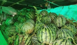 朝阳号外官网免费吃瓜,免费吃瓜盛宴，畅享夏日清凉！